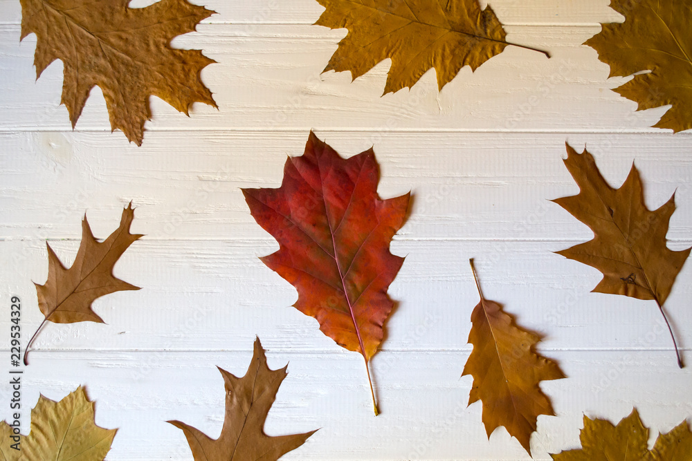 Obraz premium Autumn leaves on a white wooden background. Bright pattern.