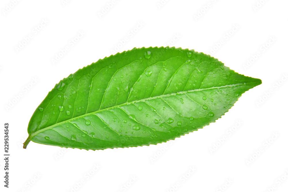 Fototapeta premium leaves Fresh green tea with drops of water isolated on white background.