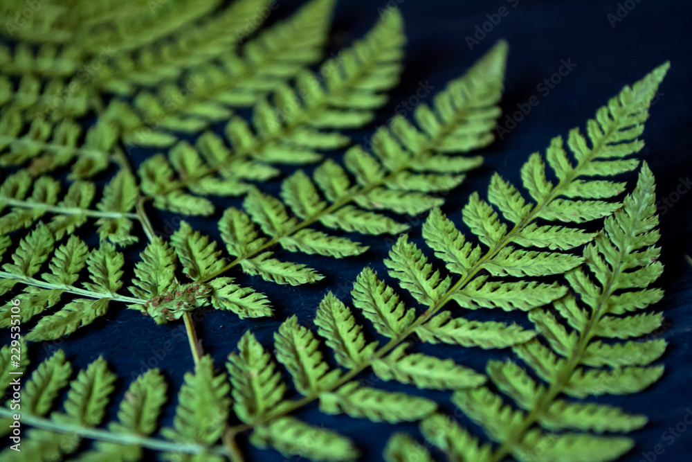 Green fern on blue background. Macro shot. Natural pattern.