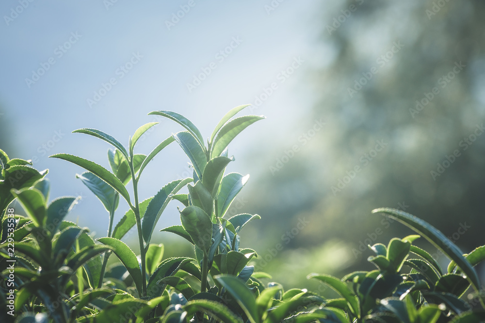 tea leaves crop tea leaves crop