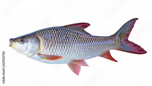 The fish on a white background