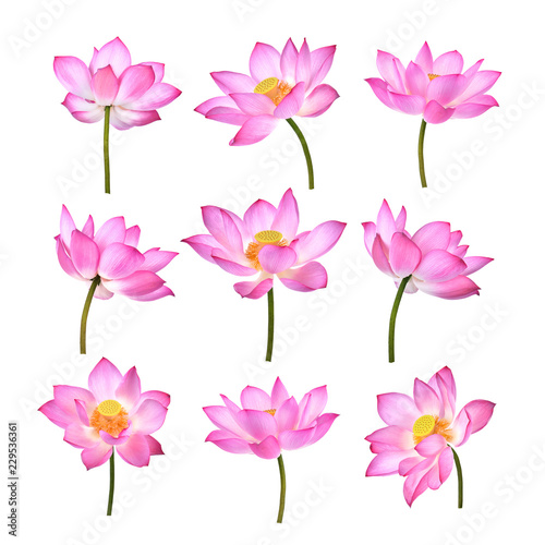 Lotus flower  on white background. #229536361