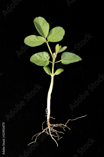 soybean in V2 stage - second trifoliate - on black background with ruler
