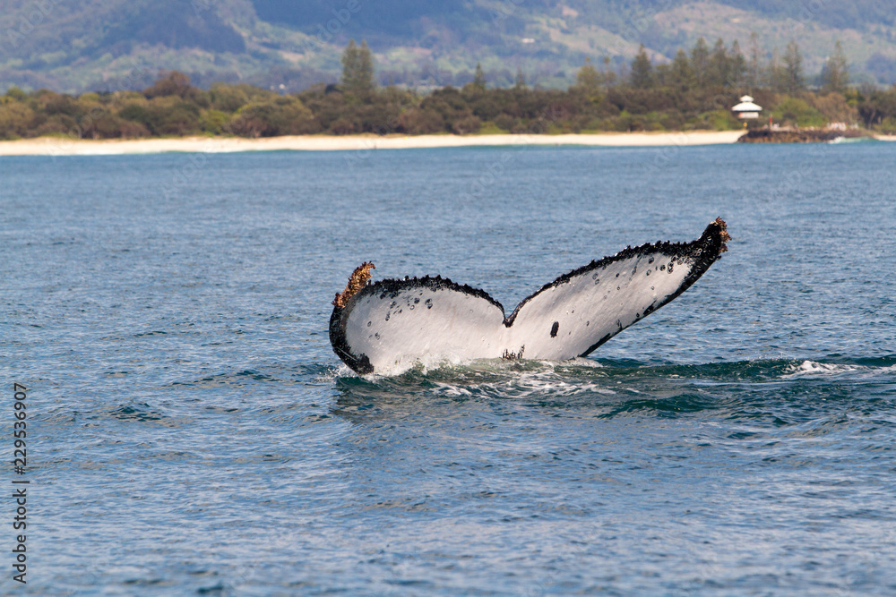 Fototapeta premium Buckelwal