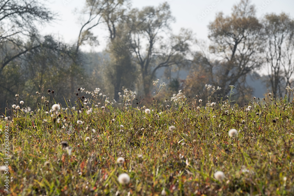 Obraz premium Flowers and Trees