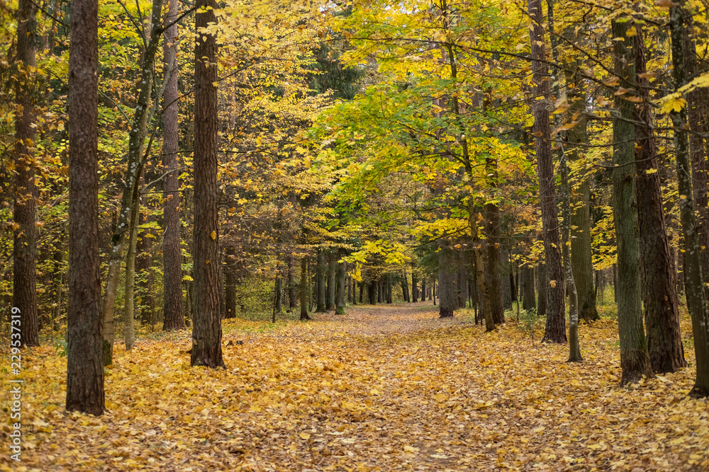 Obraz premium Forest Path