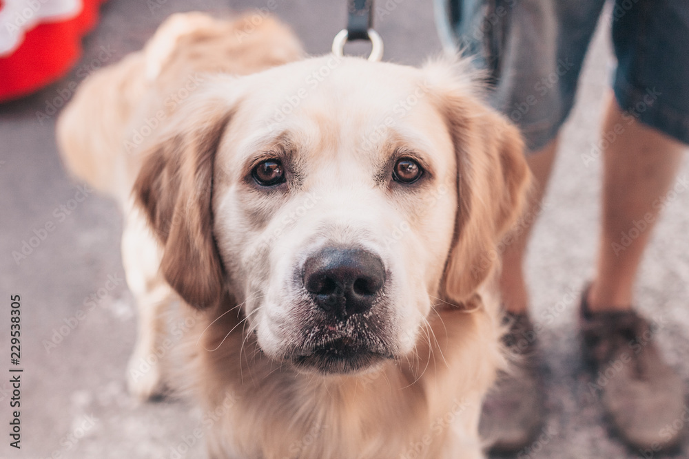 Close-up face of a retriever dog with kind clever eyes Close-up face of a retriever dog with kind clever eyes