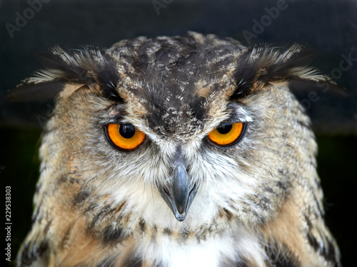PORTRAIT OF EAGLE OWL ON BLACK BACKGROUND IN CLOSE UP
