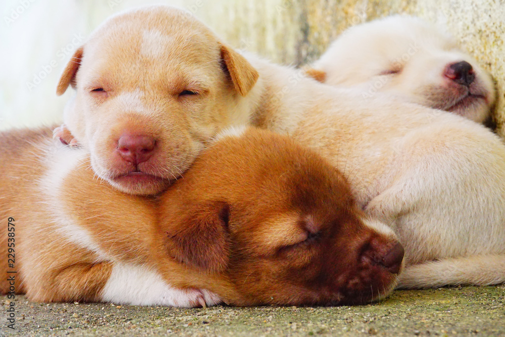 Small dogs are sleeping comfortably. Small dogs are sleeping comfortably.