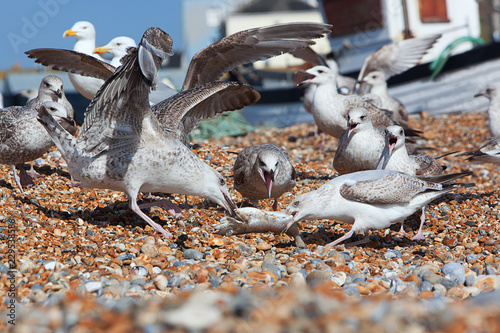 Gulls Fighting Over Dead Fish on the beach, thrown out by trawlermen photo