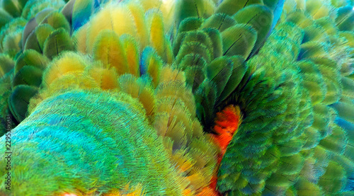 Fototapeta Naklejka Na Ścianę i Meble -  Close up Colorful of Catalina Macaw ( Hybrid between Scarlet Macaw and Blue and Yellow Macaw) bird's feathers with red yellow orange and blue shades, exotic nature background and texture