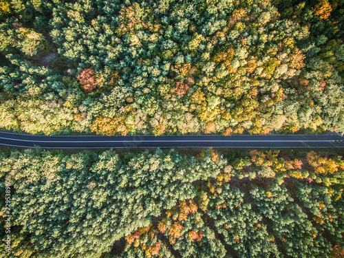 Road through colorful autumn forest