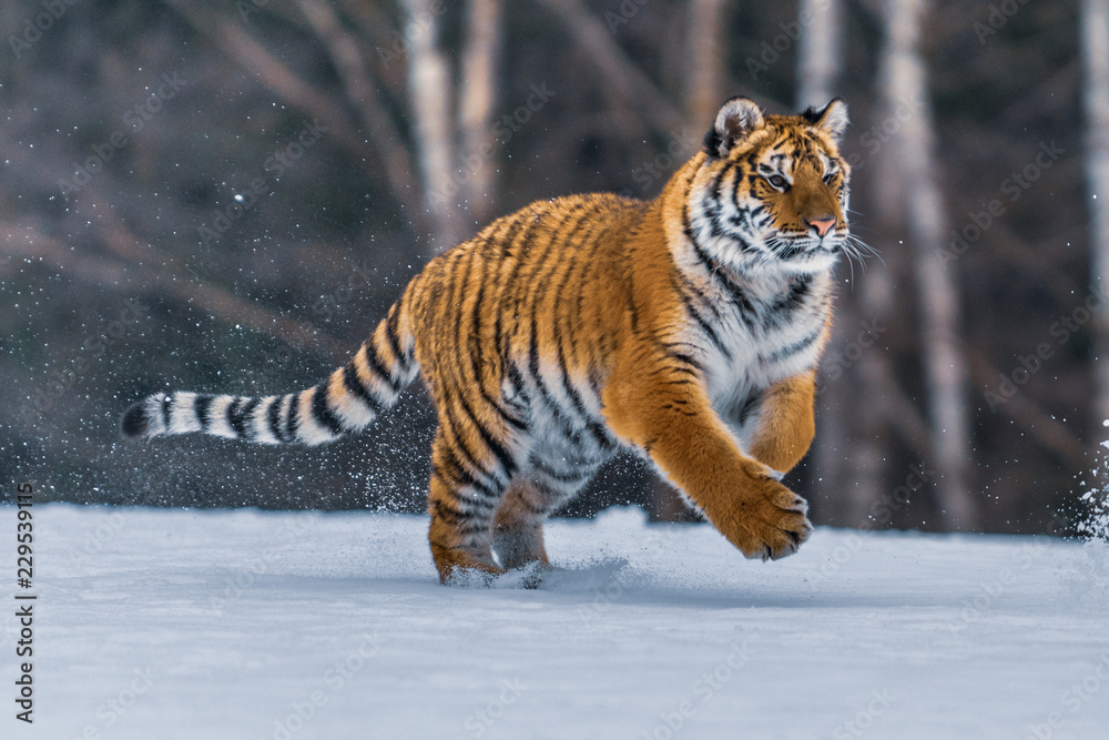 Obraz premium Siberian Tiger in the snow (Panthera tigris)