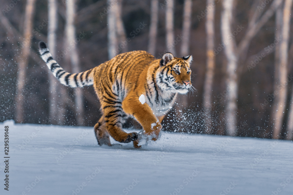 Siberian Tiger in the snow (Panthera tigris)