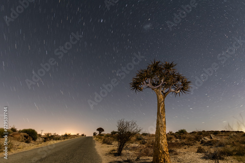 Single quiver tree next to the road against starlit sky in Augrabies Falls National Park in South Africa photo