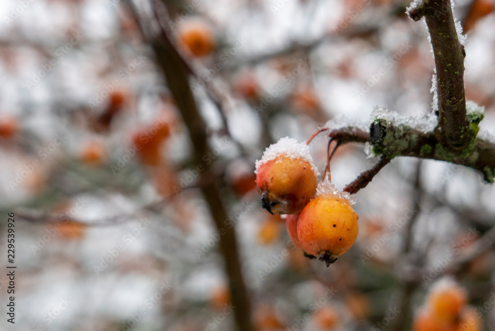 Aubépines sous la neige