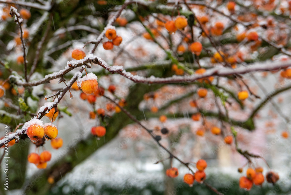 Aubépines sous la neige Aubépines sous la neige