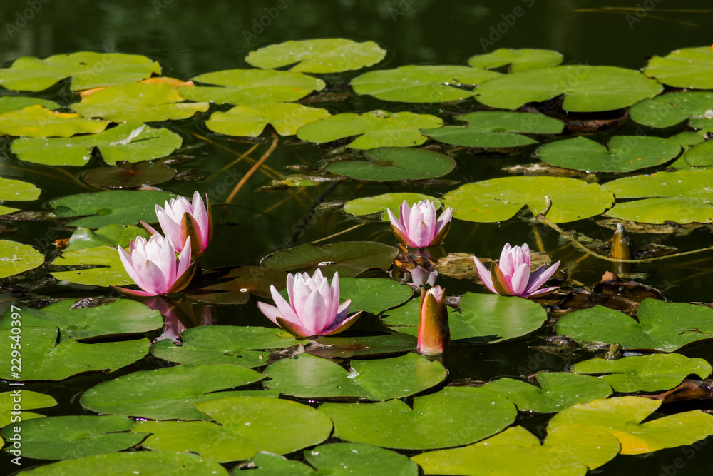 Lotus flower in the pond