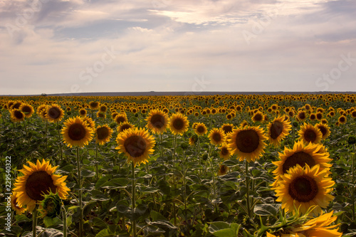 Field of sunflowers against the sunset sky © Jumpingsack
