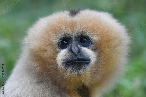 singe gibbon