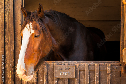 Sunlit portrait of a Shire Horse looking out from stable.