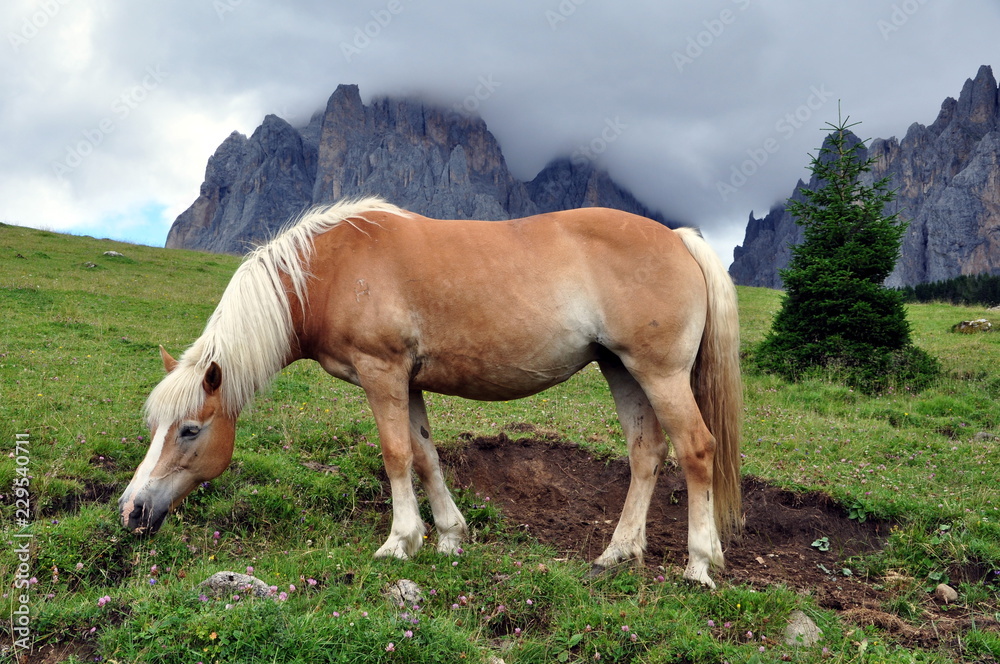 Haflinger in den Dolomiten
