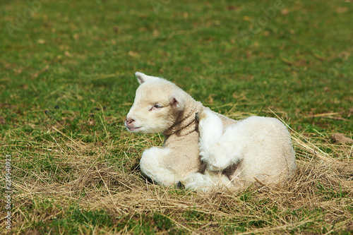 Poll Dorset Ewe lamb scratching her neck with rear leg