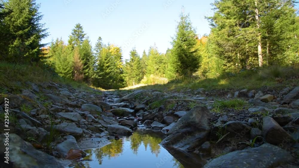 Stream on forest road