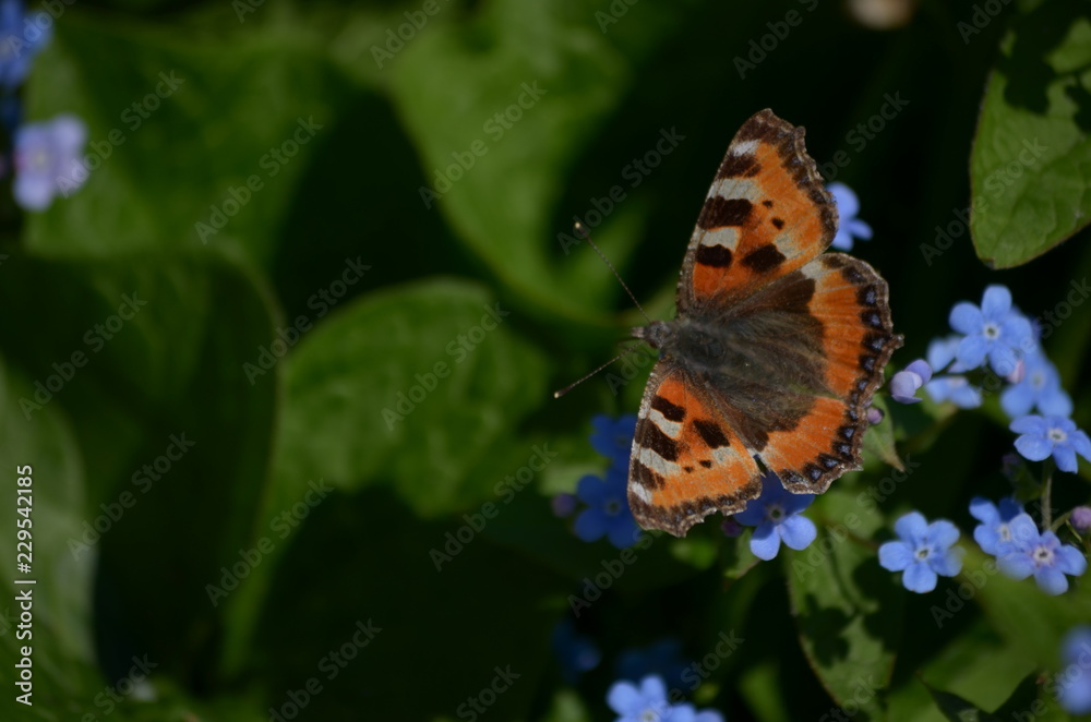 Fototapeta premium Beautiful bush of hydrangea flowers in a garden