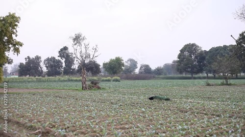 Indian peafowl in a field