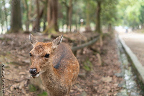 Wallpaper Mural curious deer Torontodigital.ca