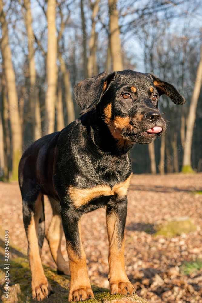 Rottweiler Puppy with His Tongue Sticking Out