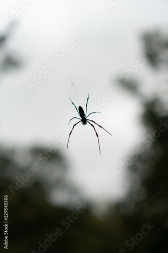 Wallpaper Mural spider Torontodigital.ca