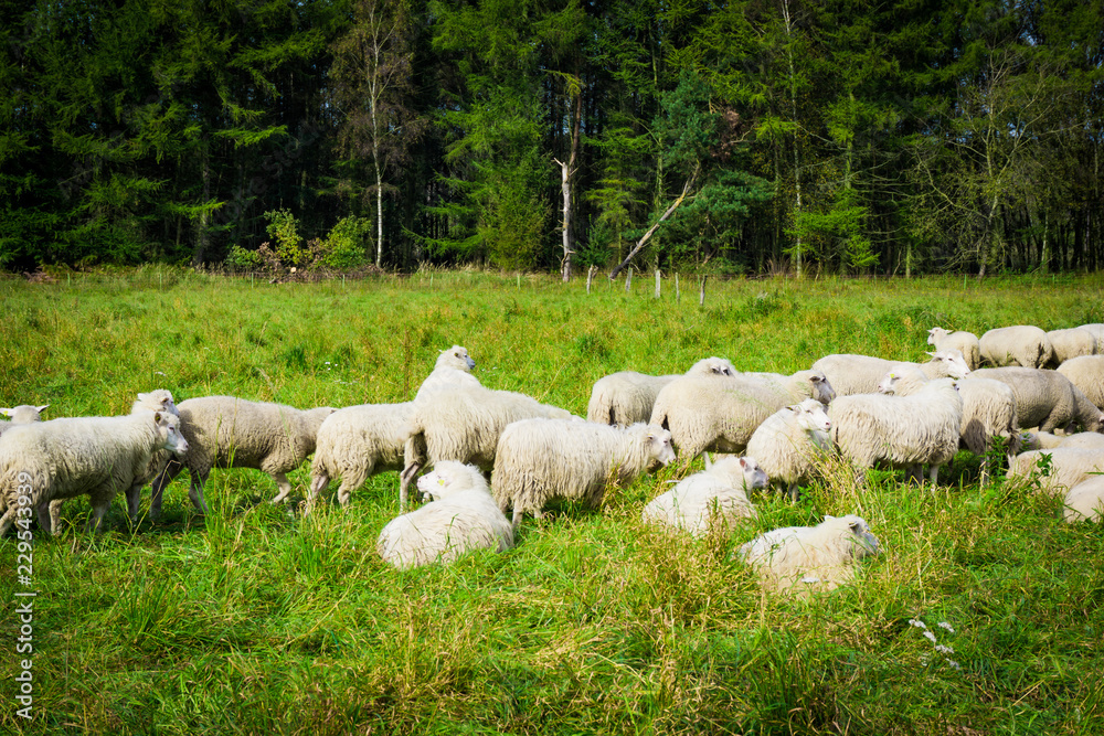 Fototapeta premium Flock of sheep grazing