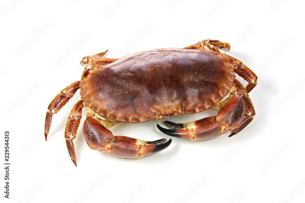 crab isolated on white background crab isolated on white background