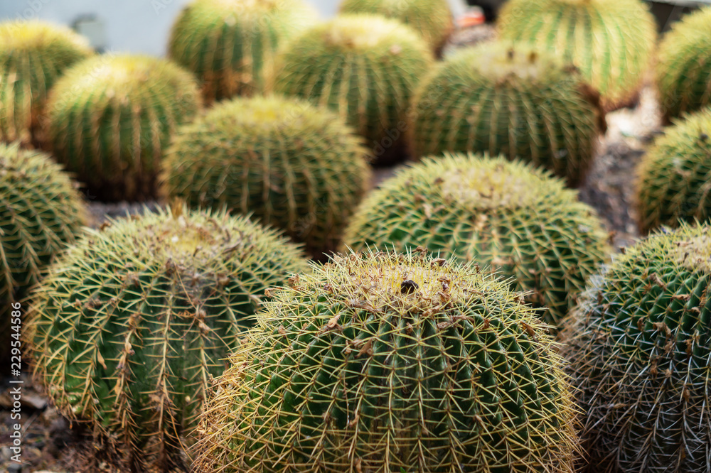 Big round cactus close-up. Echinocactus grusonii (Golden Barrel Cactus) Big round cactus close-up. Echinocactus grusonii (Golden Barrel Cactus)