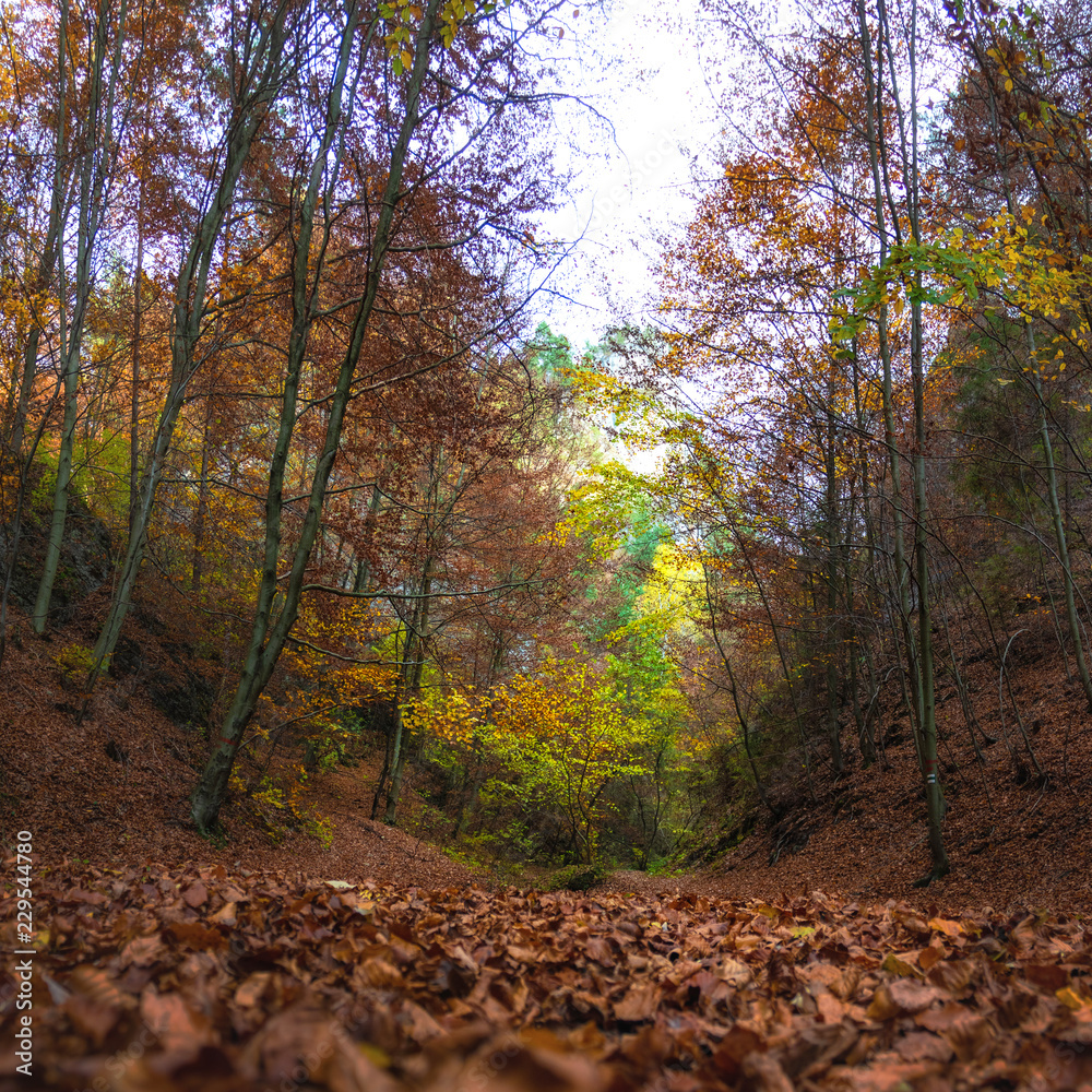 Forest in Autumn, Sulov Rocks (Sulovske Skaly) National Nature Reserve, Slovakia