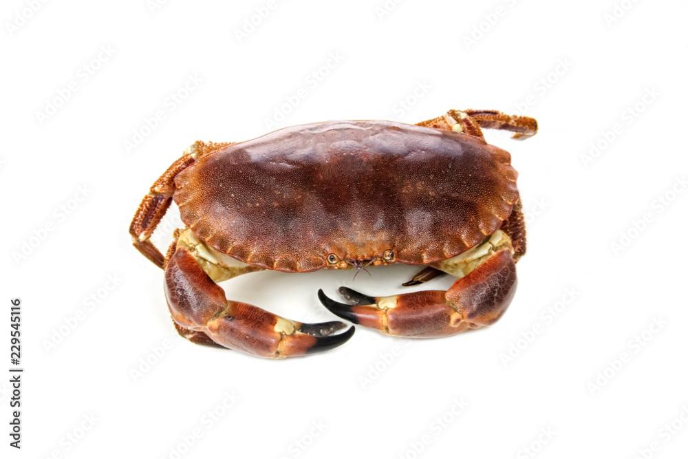 crab isolated on white background crab isolated on white background