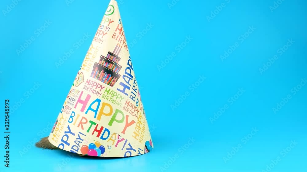 Funny two little ducklings gets out from Happy Birthday party hat, on blue chroma key Funny two little ducklings gets out from Happy Birthday party hat, on blue chroma key