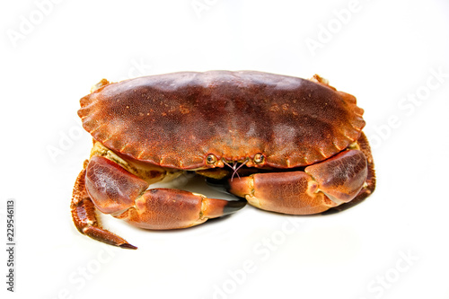 crab isolated on white background