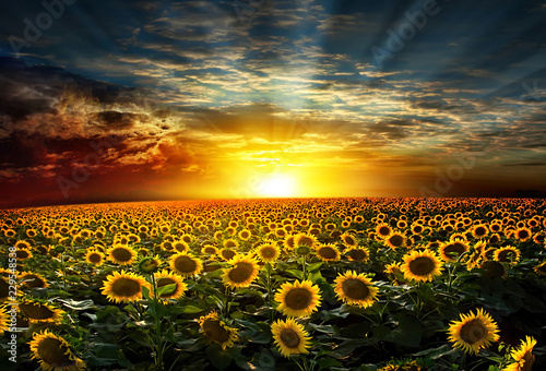 Obraz na płótnie sunflower