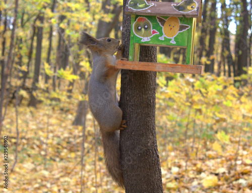 squirrel on a tree
