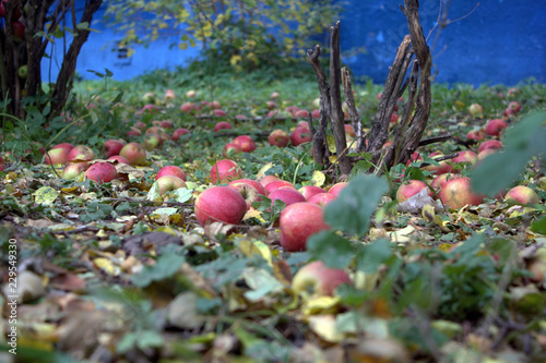 apples on a grass in the fall