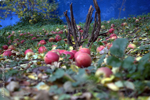 apples on a grass in the fall
