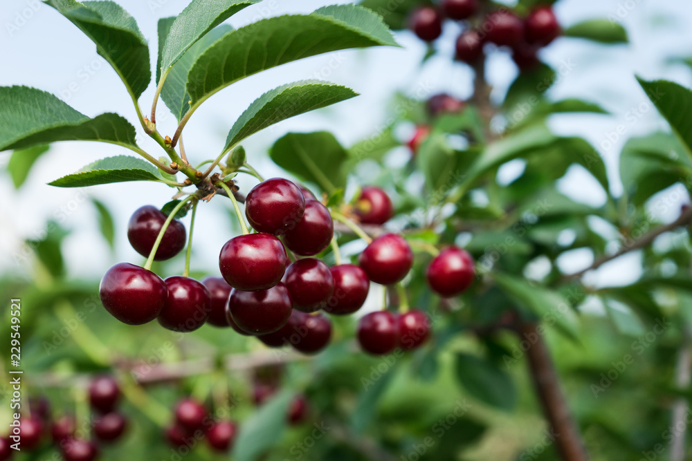 Obraz premium red cherries on the tree