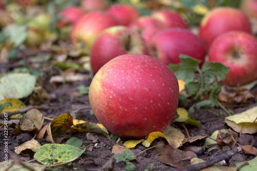 apples on a grass in the fall