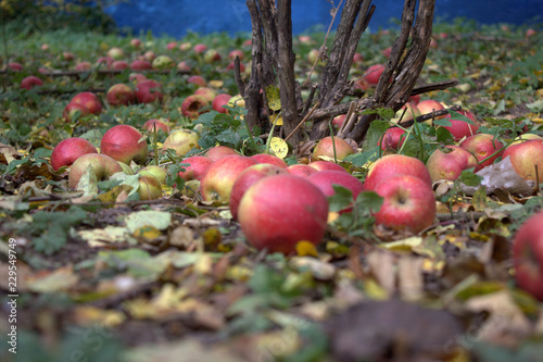 apples on a grass in the fall