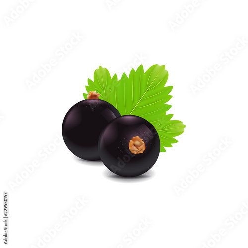 vector black currants of group with leaf