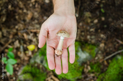 Man holding in his palms mushrooms - autumn forest scene from Europe