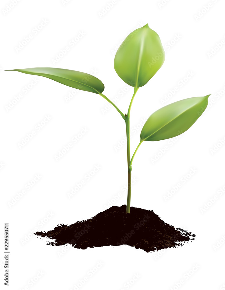 Green sprout growing out from soil isolated on white. Vector 3d illustration Green sprout growing out from soil isolated on white. Vector 3d illustration